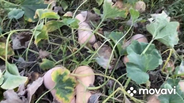 УБОРКА ТЫКВЫ МАТИЛЬДА смотреть онлайн