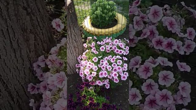 Обзор петунии.