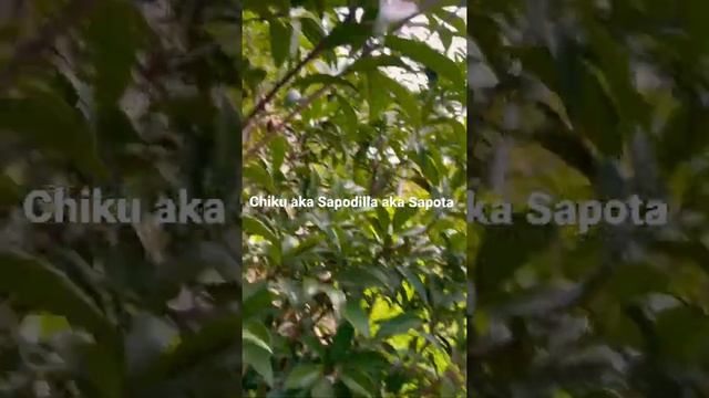 Sapota aka Chiku aka Sapodilla Tree in the Garden #keralagarden #beautifulkerala смотреть онлайн