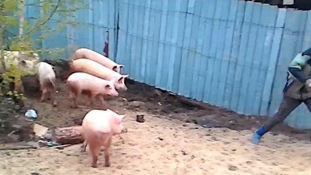 Свиньи на прогулке смотреть онлайн