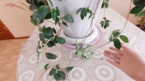 КАК НЕ ДОПУСТИТЬ ЛИСТОПАДА У ДИПЛАДЕНИИ. Важные моменты в уходе.