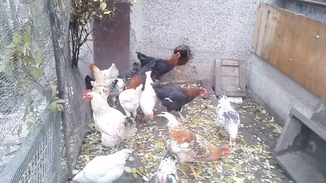 Откорм петухов. Промежуточный результат. ЛПХ. смотреть онлайн