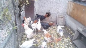 Откорм петухов. Промежуточный результат. ЛПХ.