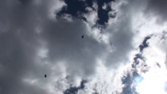 Проба молодняка на новом месте, неудачно. Оказывается северный ветер не мой. смотреть онлайн