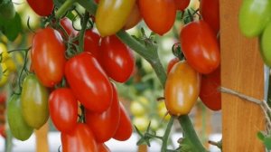 ТОМАТ  АЛЬФОНС F1 -  ОПИСАНИЕ СОРТА
