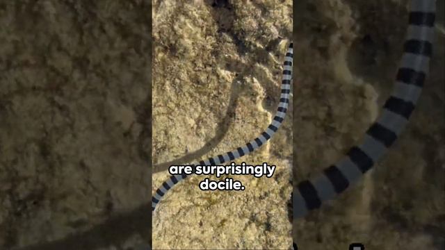 Are Sea Snakes DEADLY? #marinespecies #marineecosystem #ocean #marinecreatures #animals #shark смотреть онлайн
