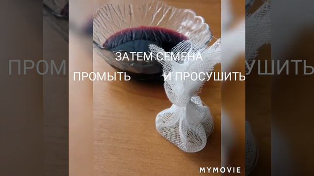ОБРАБОТКА СЕМЯН ПОМИДОР ОТ ФИТОФТОРОЗЫ И ВИРУСНЫХ ЗАБОЛЕВАНИЙ смотреть онлайн