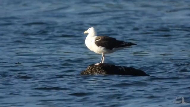 Gavión atlántico, Gaivotón (Larus marinus). Ría de Noia смотреть онлайн