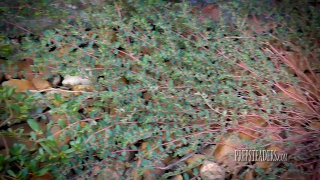 What is Purslane? A Secret, Scrumptious Superfood! смотреть онлайн