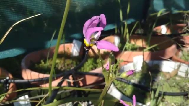Dodecatheon clevelandii ssp patulum смотреть онлайн