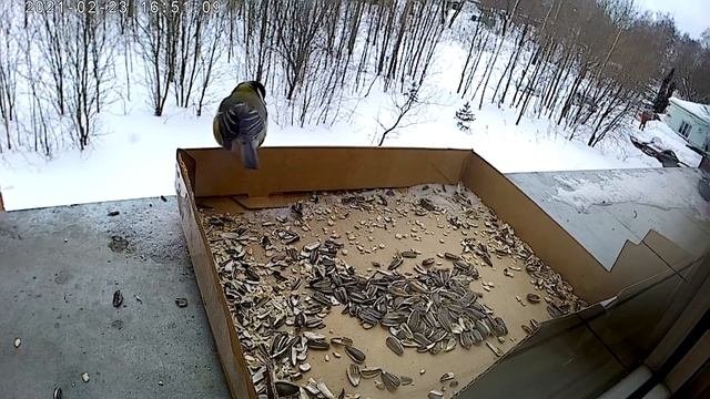 Подкормка синицы зимой смотреть онлайн