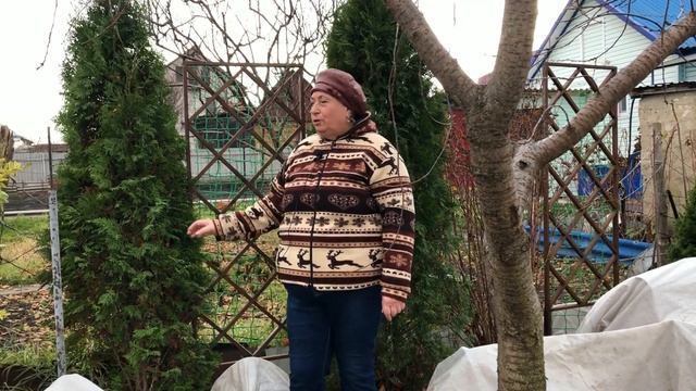 Готовим хвойные растения к зимовке! Садовый влог. смотреть онлайн