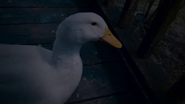 Pet a Duck Simulator смотреть онлайн