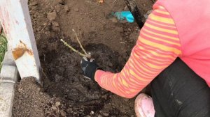 Посадка плетистой розы осенью. Результат через 2 года. Уход за розой.