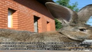 Болезни кроликов: симптомы инфекционных заболеваний