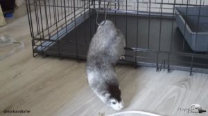 ЖИЗНЬ С НОРКОЙ В ДОМЕ