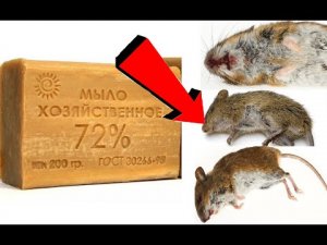 Как избавиться от мышей за 5 секунд !.mp4
