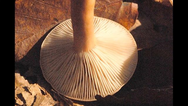 Lactarius subdulcis смотреть онлайн