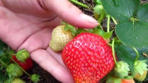 Клубника сорт Гарда 2019 г. Верхозин Юрий.
