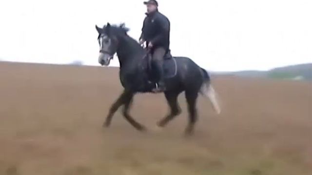 ЛОШАДЬ НА ПРОДАЖУ. ГЕНТАС. смотреть онлайн