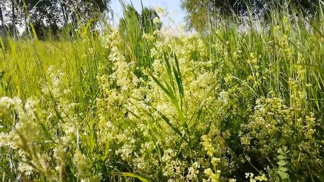 Медоносное растение Помаренник северный смотреть онлайн