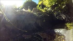 Лягушка ест муху.