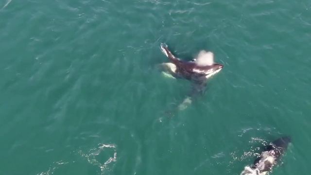 Вот Почему Все Киты Боятся Косатки. Морские животные. Киты убийцы смотреть онлайн