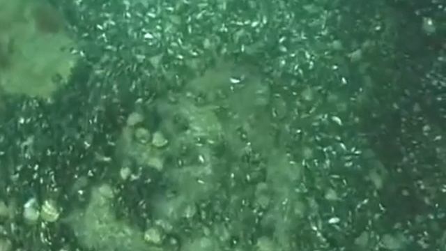 © Огромные скопления Rapana venosa у о Змеиный Huge clusters of Rapana venosa смотреть онлайн