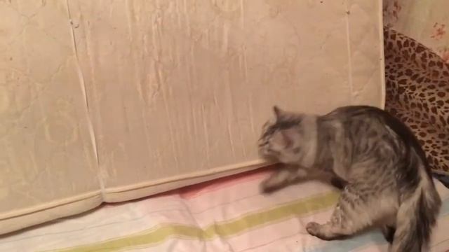 Кот бегает по стенам/КОТОПАУК смотреть онлайн