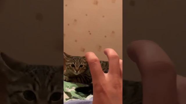 Зелинский Бориславь. КОТ ПАРАША УДИВИЛСЯ МОЕЙ РУКЕ. смотреть онлайн