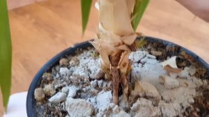 Винтовая Пальма ✅ Панданус ✅ Пересадка в новый вазон