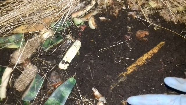 Калифорнийский червь "идёт"на рыбалку. смотреть онлайн