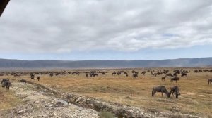 Миграция животных в Африке ? АНТИЛОПЫ ГНУ