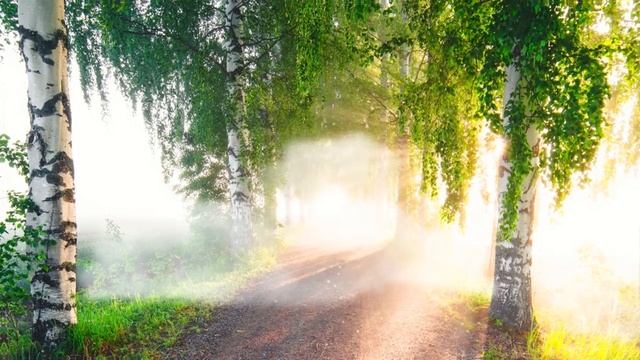 Русские берёзки два футажа (Живые фото) Фантастически красиво ! смотреть онлайн