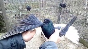 Николаевские голуби.  Рыжие белохвостые. Голуби Украины