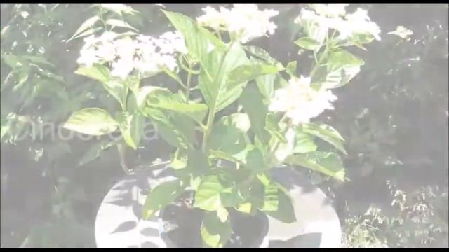 2018 Early Summer 1 紫陽花 Hydrangea Corsage & Cinderella смотреть онлайн