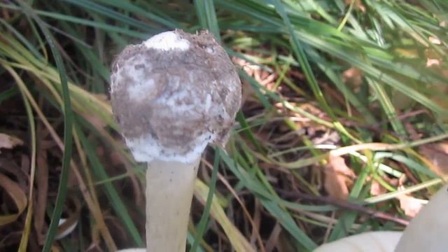 Сравнение бледной поганки и зеленой сыроежки (Amanita phalloides vs Russula aeruginea) смотреть онлайн