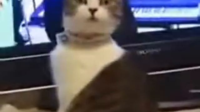*151*Взгляд кота. The sight of a cat. смотреть онлайн