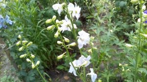 ДЕЛЬФИНИУМ В САДУ И ЕГО ЦВЕТЕНИЕ. МНОГОЛЕТНЕЕ РАСТЕНИЕ С МНОЖЕСТВОМ ОКРАСОК.