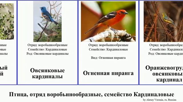 Птица, отряд воробьинообразные, семейство Кардиналовые сальтатор овсянковый пиранга хабия bird смотреть онлайн