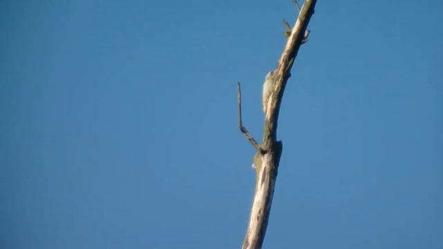 Биосфера № 12 / 2 часть. Мой участок для фотоохоты. Продолжение. Седой дятел!!! смотреть онлайн