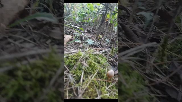 Семейка Мокрухи Пурпурной #тихаяохота #грибы #mushroom #pilze #funghi смотреть онлайн