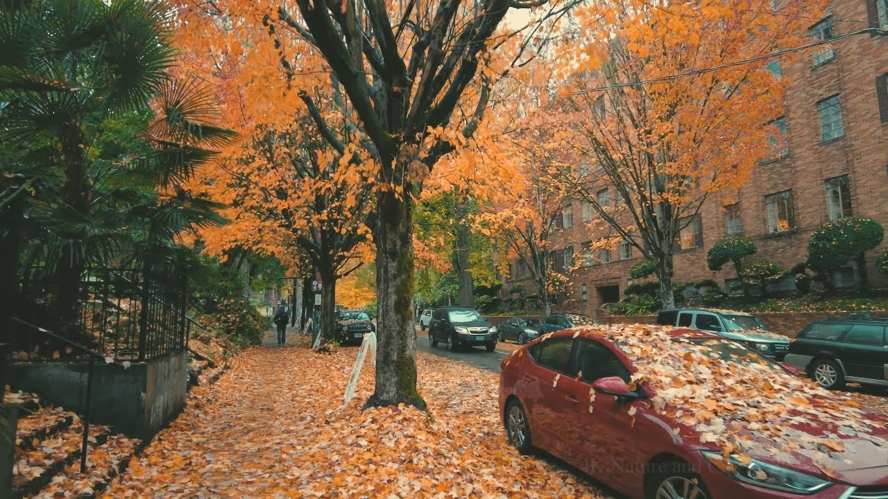 Осень В Портленде Прогулка Под Дождем США В 4К
Portland Rain Walk, Peak Autumn 4k смотреть онлайн