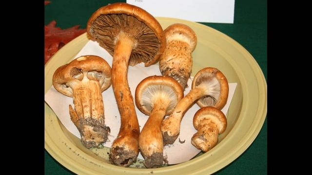 Cortinarius Triumphans
