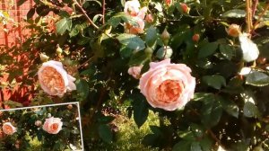 Роза Коллет