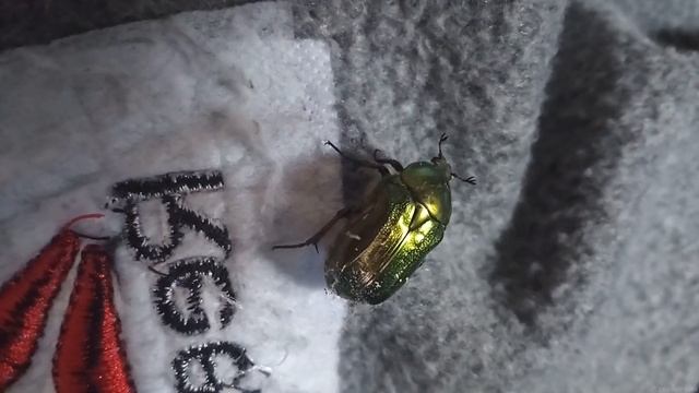 Золотистая бронзовка (Cetonia aurata)(1) смотреть онлайн