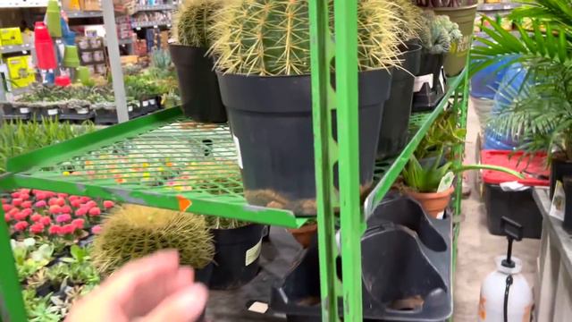 Late Night Plant Shopping! Lots of Costa Farms Hanging Baskets, Manjula Pothos, Alocasias, Scindap. смотреть онлайн