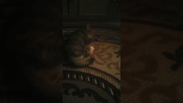 Кошка сходит с ума от валерьянки смотреть онлайн