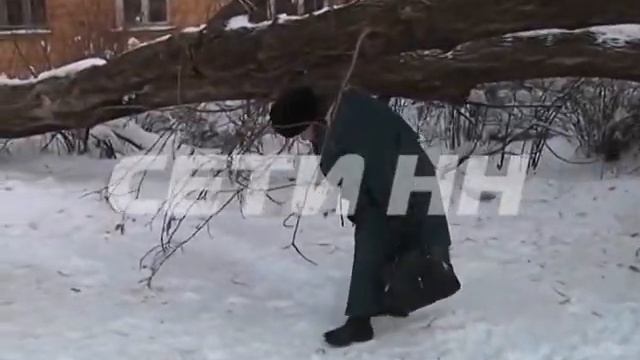 дерево раздавило машину смотреть онлайн