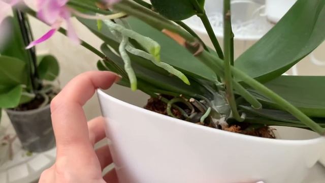 Два мешка новых орхидей ...))) Праздник удалсЯ ))) смотреть онлайн